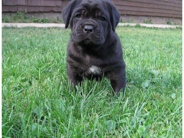 CANE CORSO