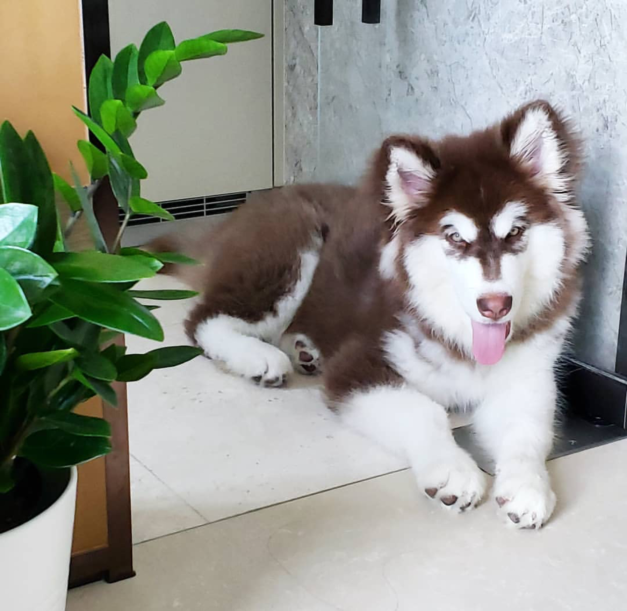 Image of siberian husky posted on 2022-08-22 04:07:05 from mumbai