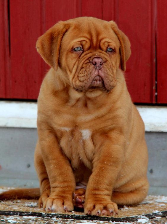 Image of French Mastiff posted on 2022-08-22 04:07:05 from mumbai