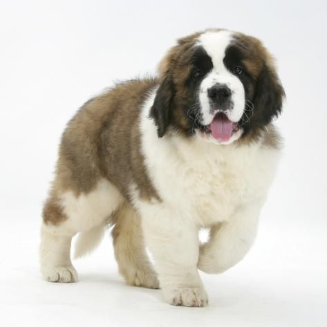 Image of saint Bernard posted on 2022-08-22 04:07:05 from Mumbai