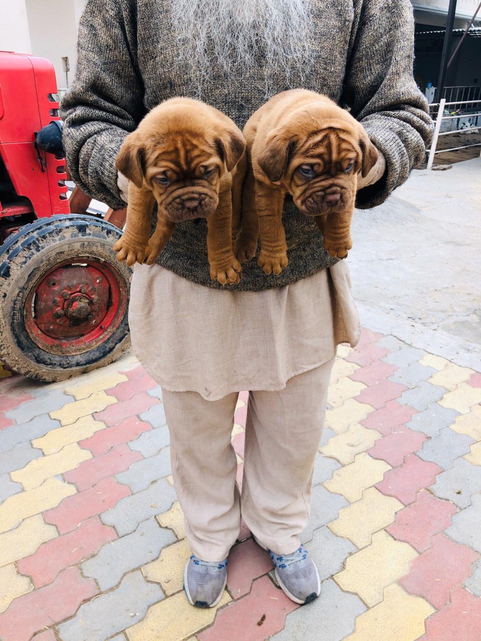 Image of French mastiff posted on 2022-03-13 14:06:50 from madurai