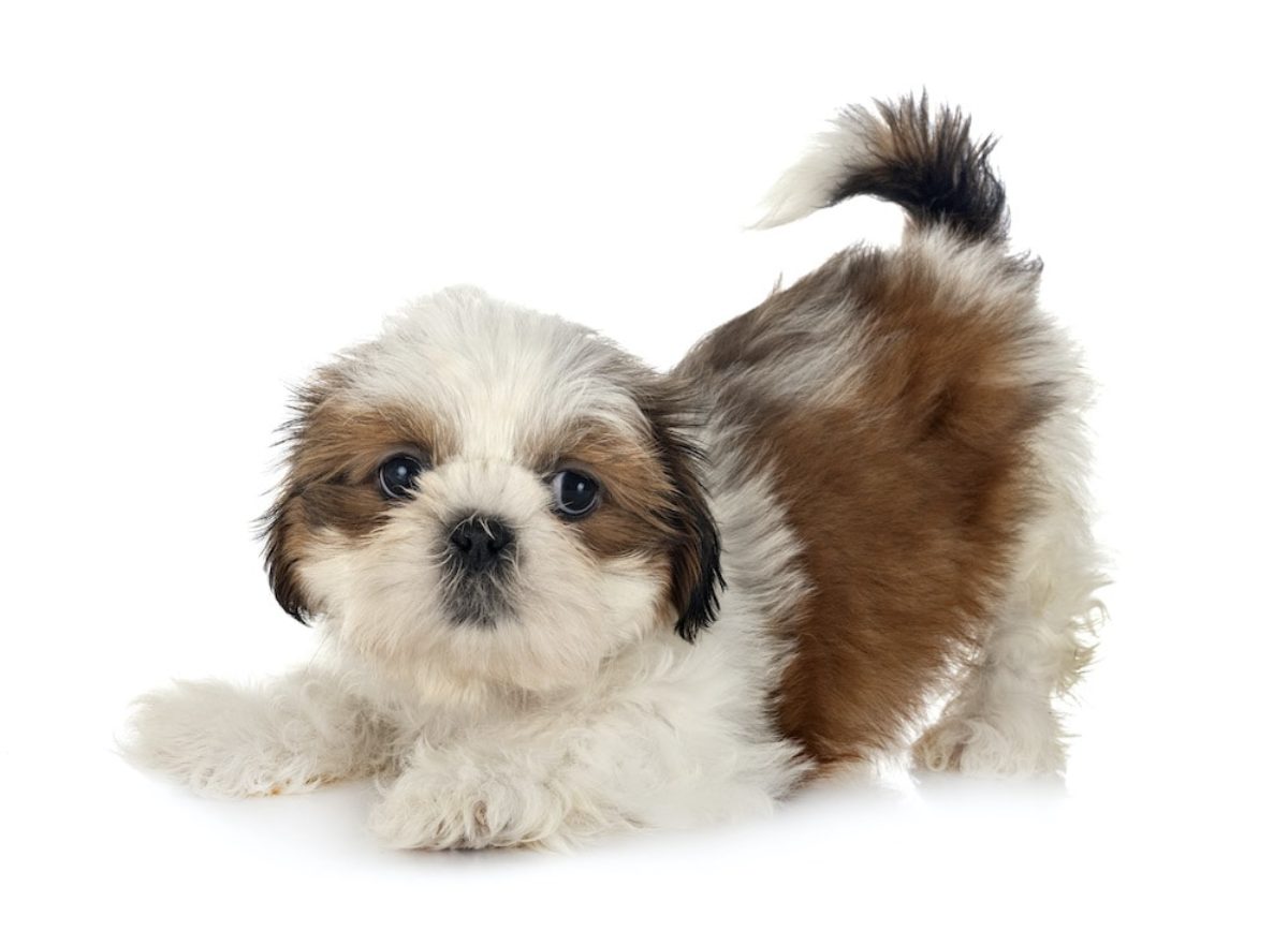 Image of shih tzu posted on 2022-01-28 13:10:23 from Banaswadi