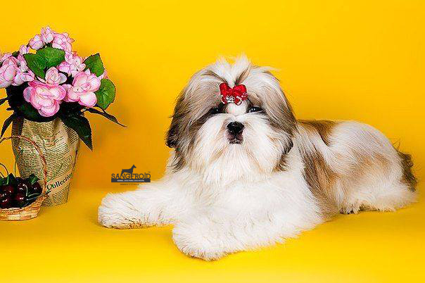 Image of SHIH TZU posted on 2022-08-22 04:07:05 from Mumbai