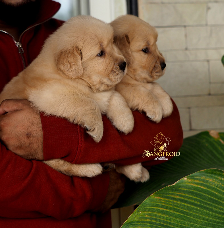 Image of Golden Retriever posted on 2022-08-22 04:07:05 from Mumbai