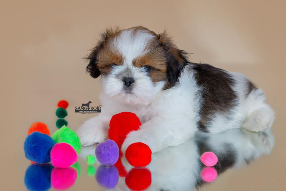 Image of shih tzu posted on 2022-08-22 04:07:05 from Mumbai