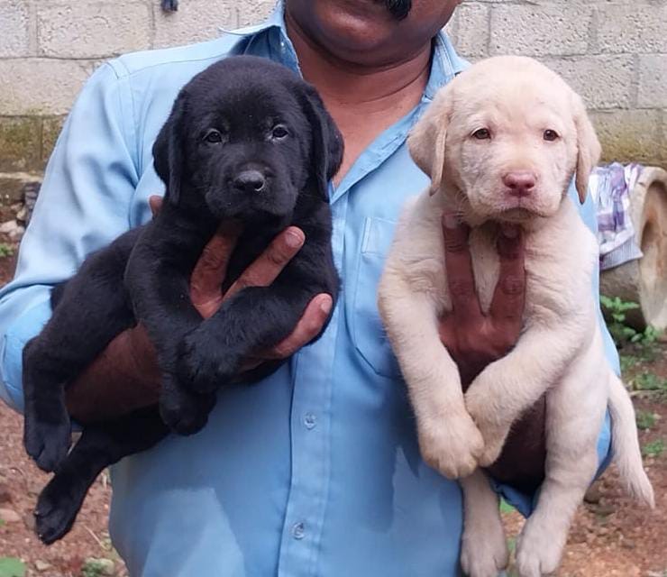 Image of Labrador posted on 2023-02-10 16:04:10 from Bangalore