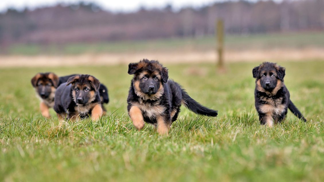 german shepherd puppies from surat. Breeder: Boerboel Kennel