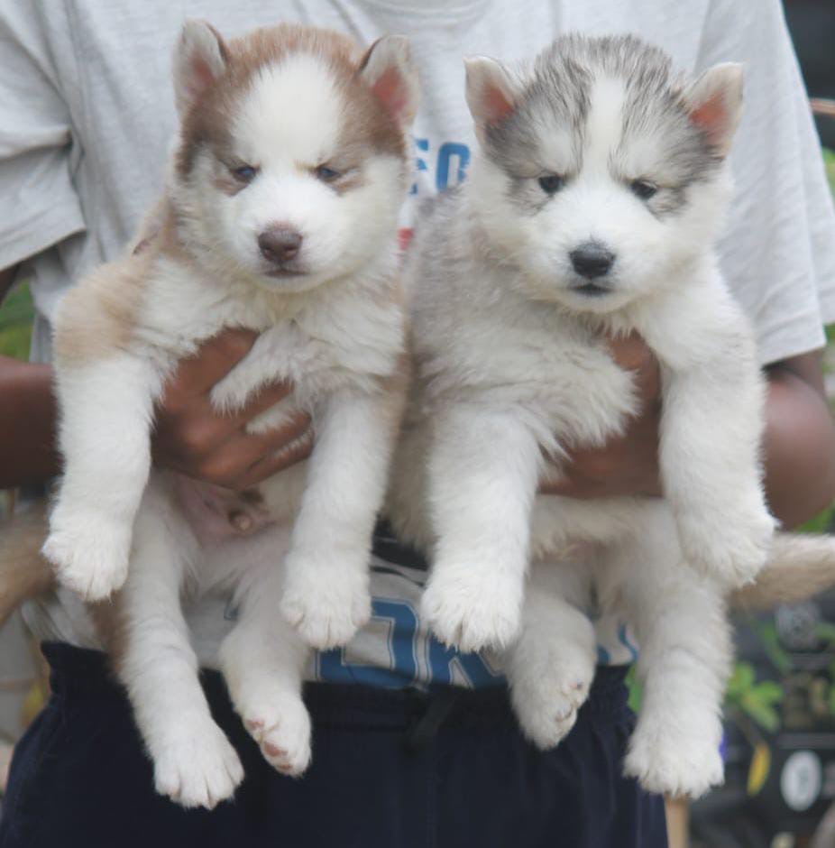 Image of Huskey posted on 2023-02-10 16:04:10 from Bangalore