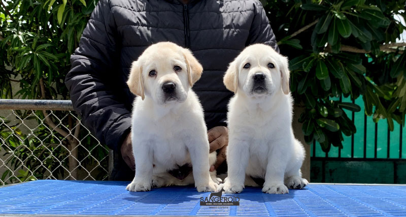 Image of Labrador posted on 2022-08-22 04:07:05 from Mumbai