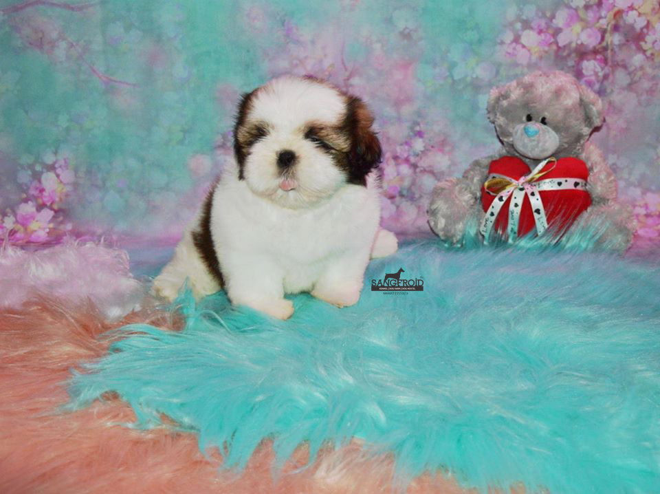 Image of SHIH TZU posted on 2022-08-22 04:07:05 from Mumbai