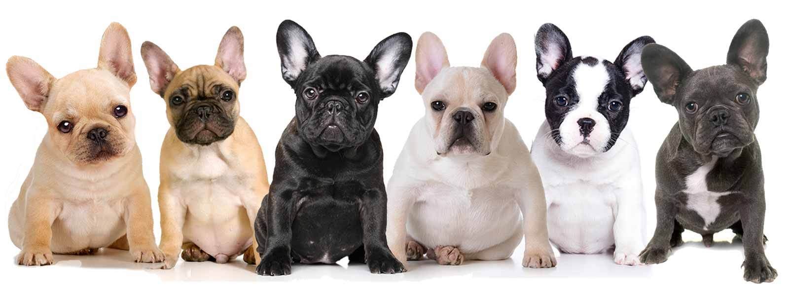 Image of French Bulldog posted on 2022-08-22 04:07:05 from Mumbai