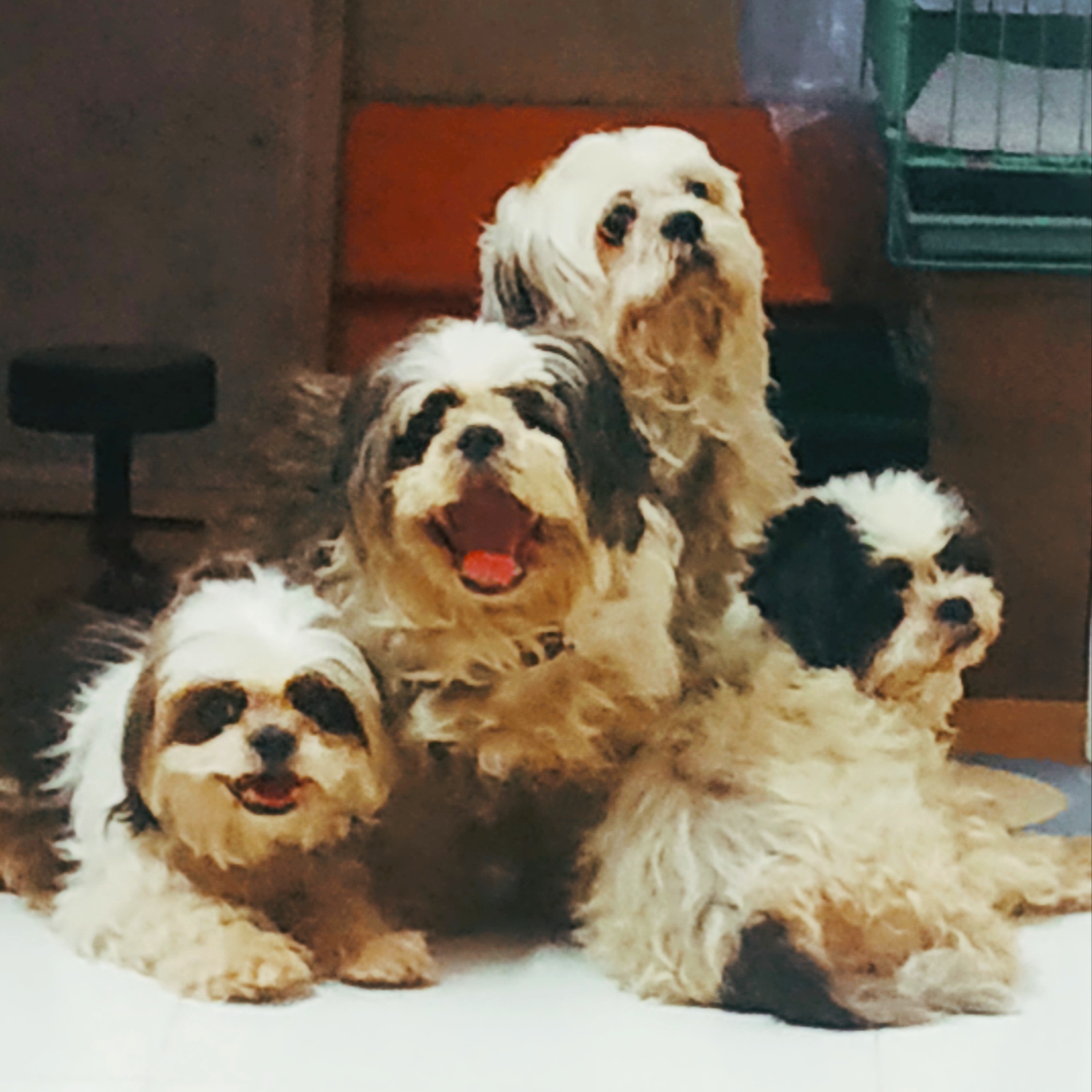 Image of shih tzu posted on 2022-01-28 13:10:23 from Banaswadi