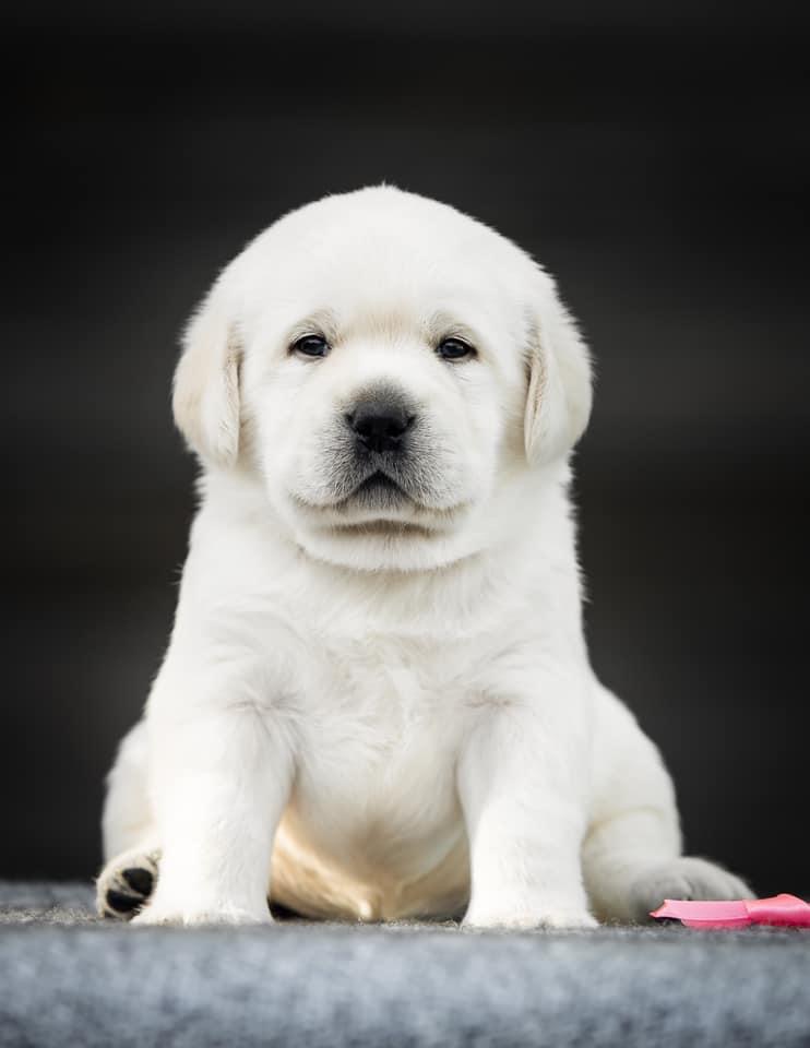 Image of Labrador posted on 2022-08-22 04:07:05 from Mumbai