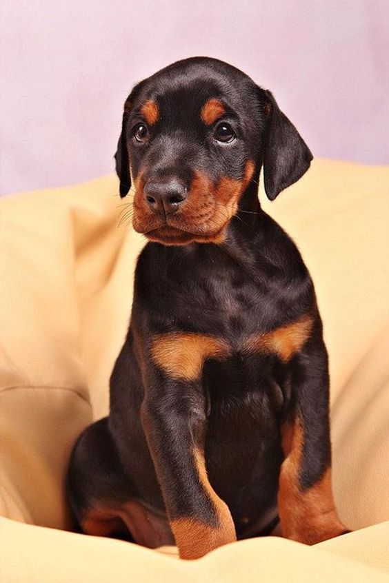 Doberman