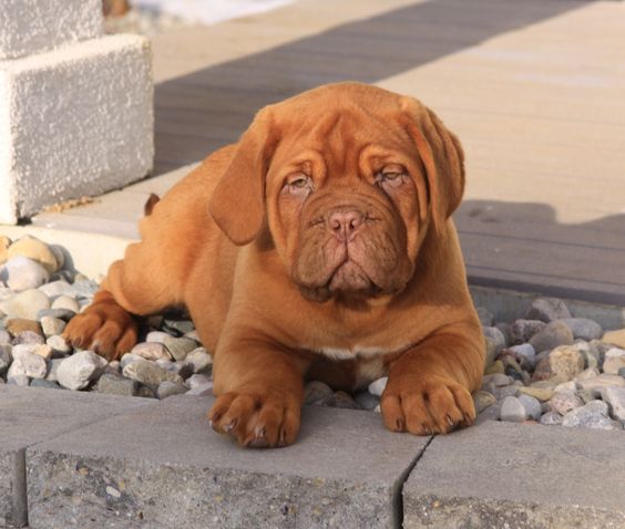 Image of French Mastiff posted on 2022-08-22 04:07:05 from mumbai