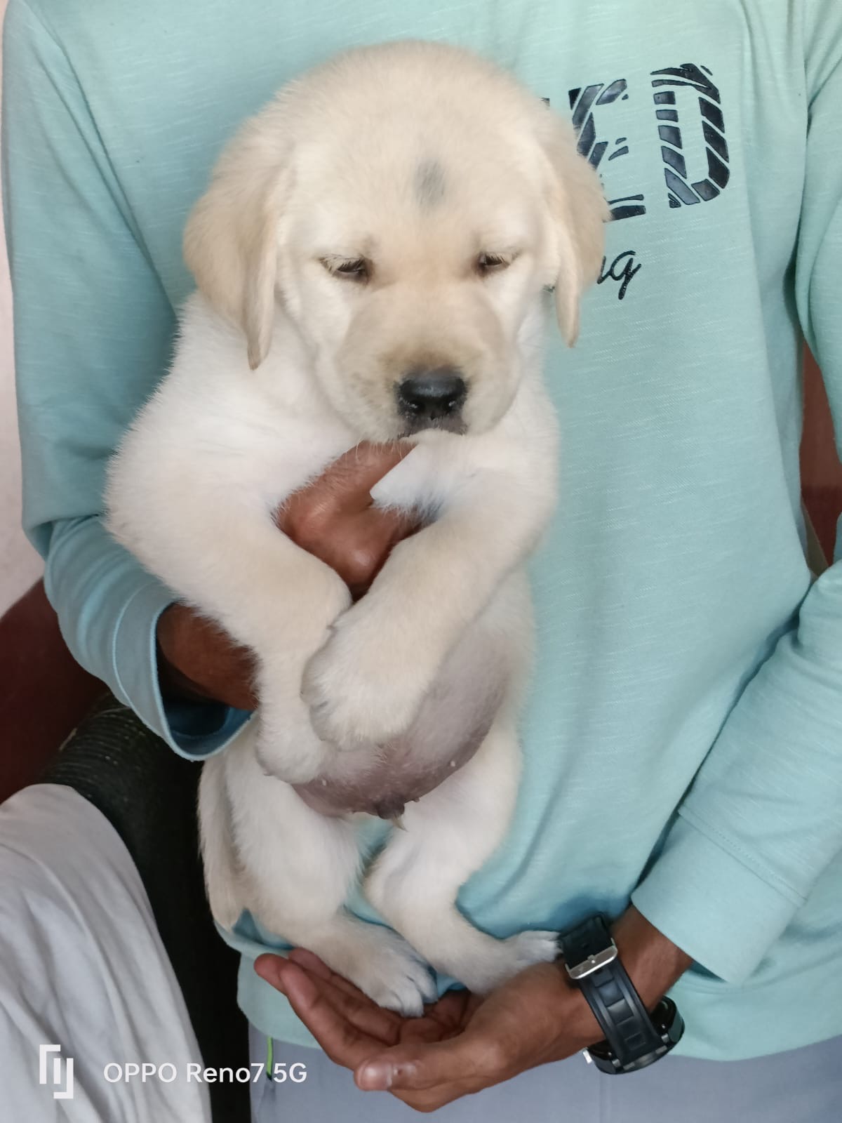 Image of Labrador posted on 2023-02-10 16:04:10 from Bangalore