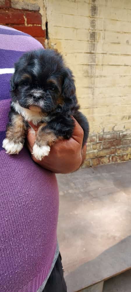 Image of LHASA APSO posted on 2022-03-26 13:00:08 from Delhi