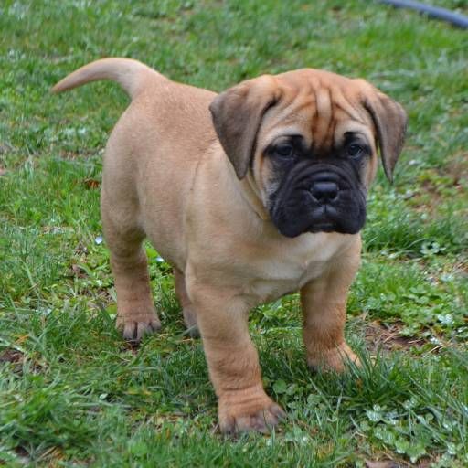 Image of bullmastiff posted on 2022-08-22 04:07:05 from Mumbai