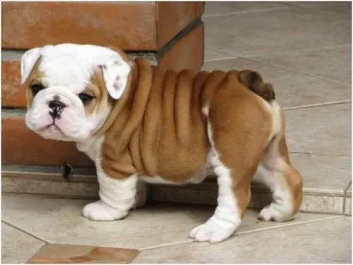 bulldog