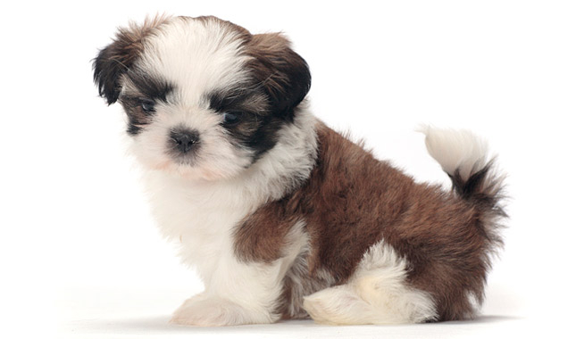 Image of shih tzu posted on 2022-01-28 13:10:23 from Ulsoor