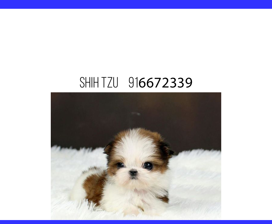 Image of shih tzu posted on 2022-01-28 13:10:23 from Domlur, Bangalore