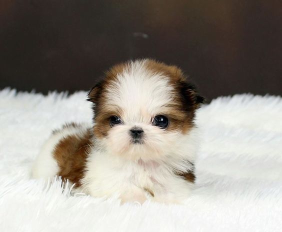 Image of shih tzu posted on 2022-01-28 13:10:23 from Ramamurthy nagara