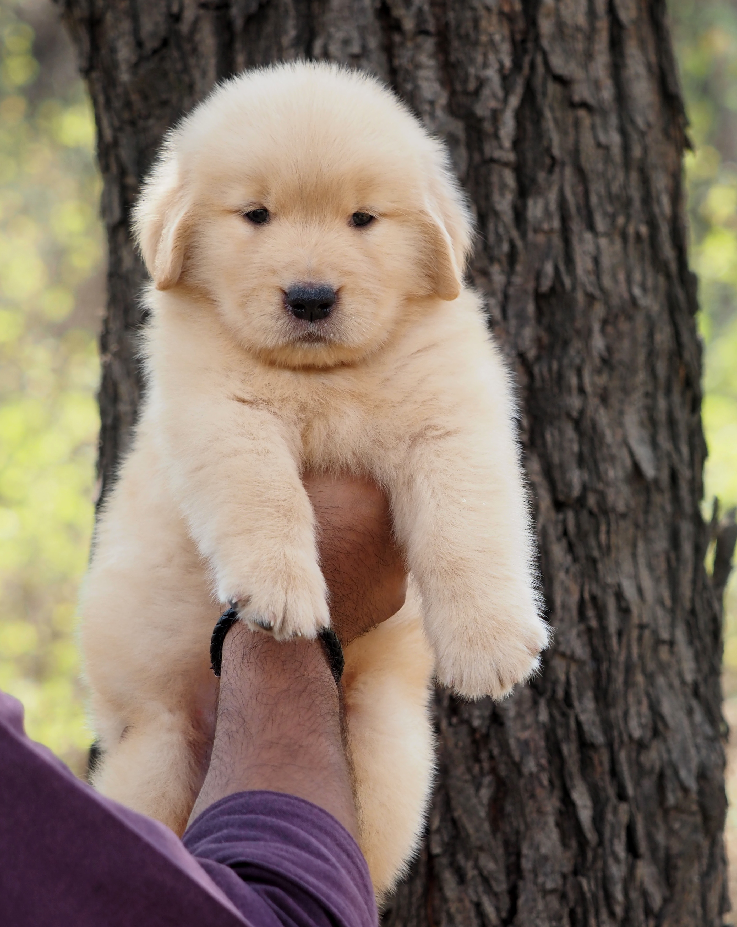 Image of Golden Retriever posted on 2022-08-22 04:07:05 from Mumbai