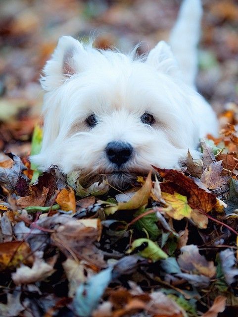 Maltese