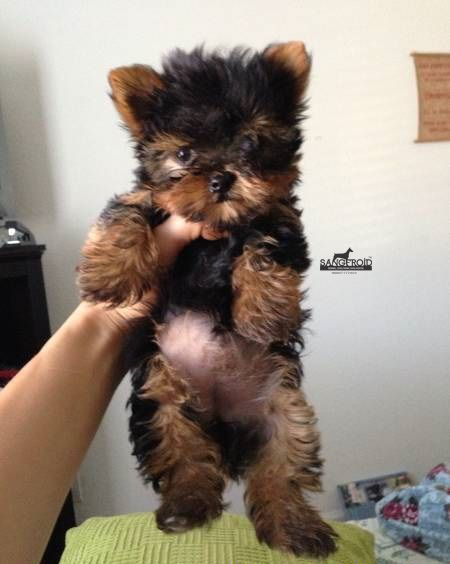 Image of Yorkshire Terrier posted on 2022-08-22 04:07:05 from Mumbai