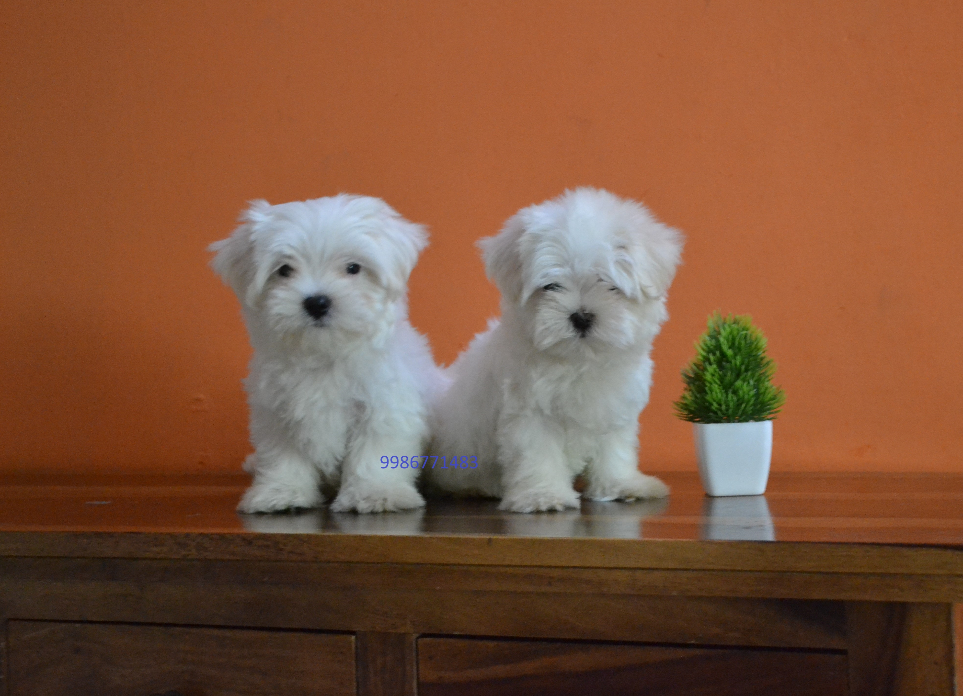 maltese puppies from bangalore. Breeder: Santosh