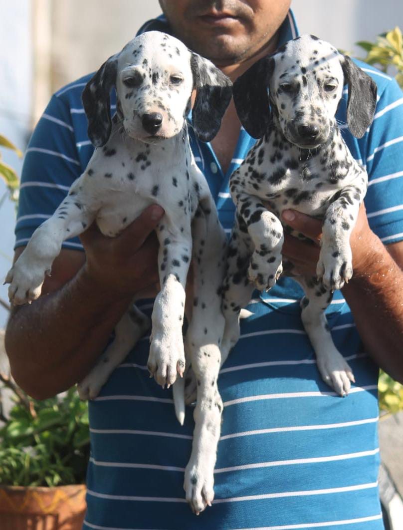 Dalmation puppies from Bangalore. Breeder: shekar