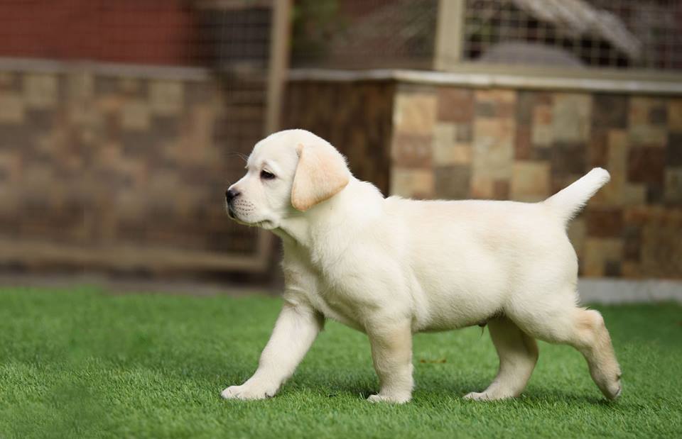 Image of Labrador posted on 2022-08-22 04:07:05 from Mumbai