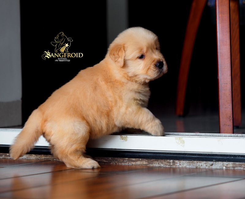 Image of Golden Retriever posted on 2022-08-22 04:07:05 from Mumbai