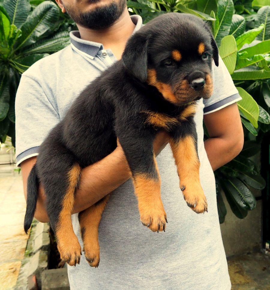 Image of Rottweiler posted on 2022-08-22 04:07:05 from Mumbai