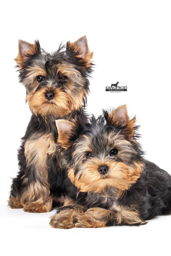 Image of Yorkshire Terrier posted on 2022-08-22 04:07:05 from Mumbai