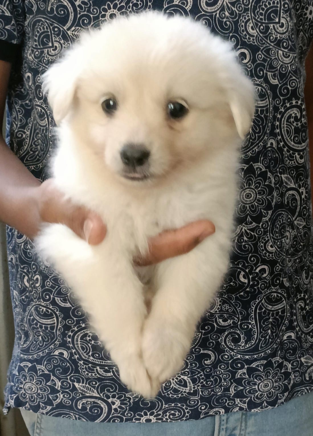 Image of Pomeranian posted on 2023-02-10 16:04:10 from Bangalore
