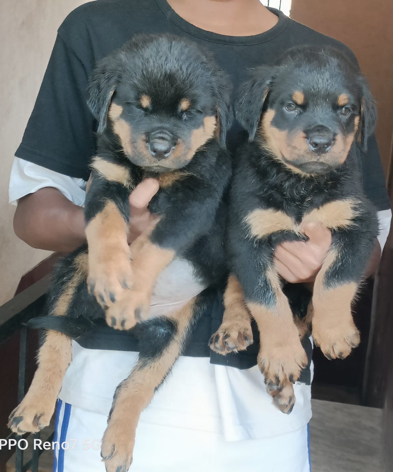 Rotwiller puppies from Bangalore. Breeder: shekar