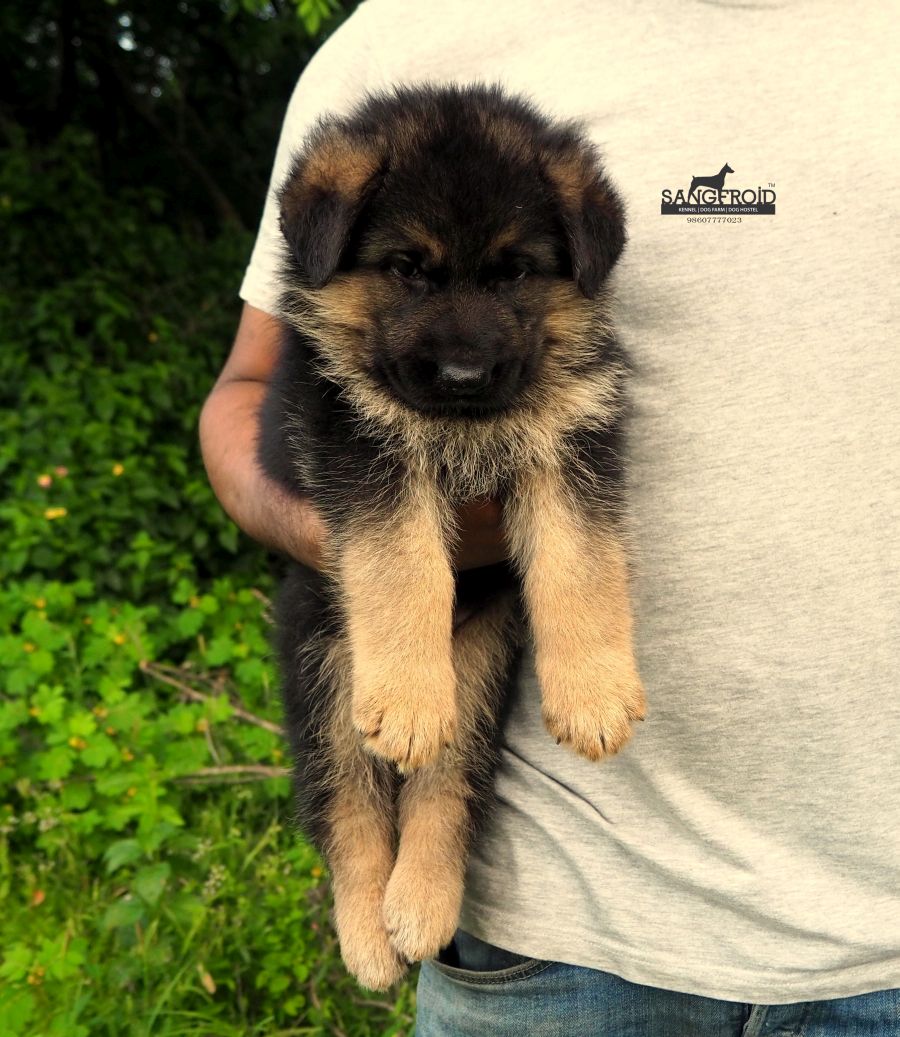 German shepherd