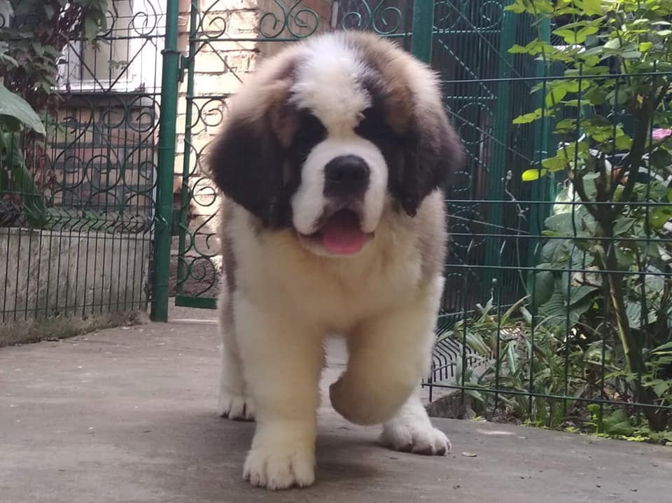 Image of saint Bernard posted on 2022-08-22 04:07:05 from mumbai