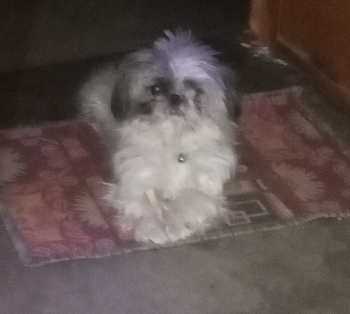 Image of HAVANESE posted on 2022-03-26 13:00:08 from Delhi