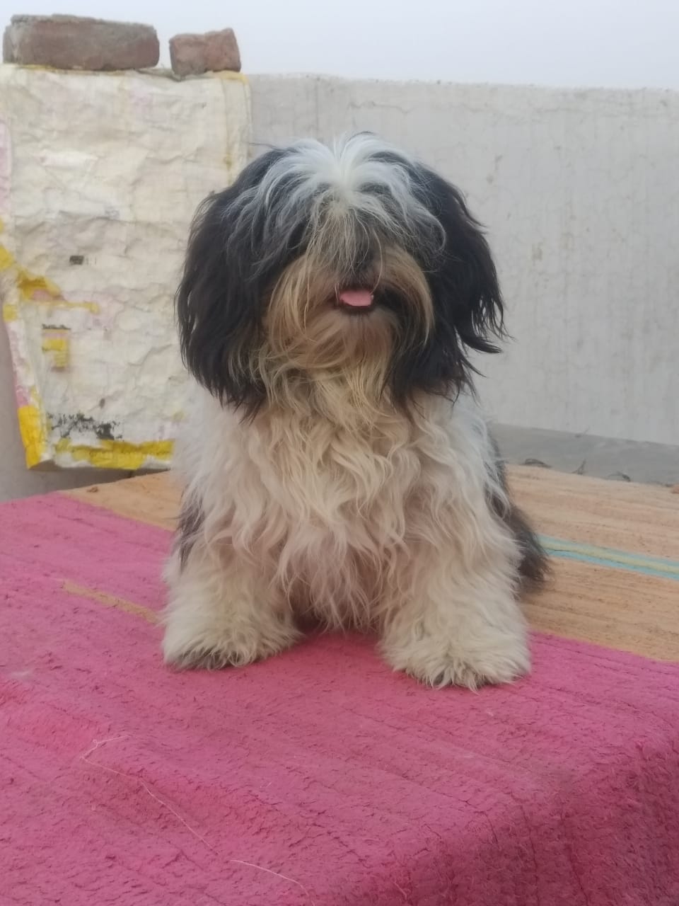 shihtzu