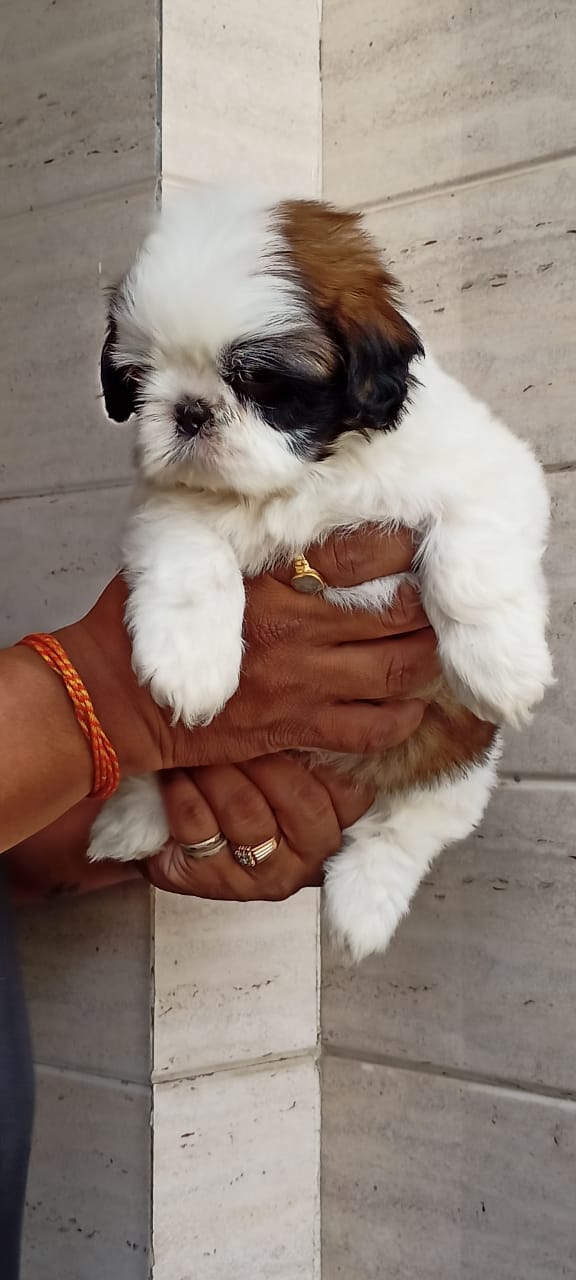 Image of LHASA APSO posted on 2022-03-26 13:00:08 from gurgaon