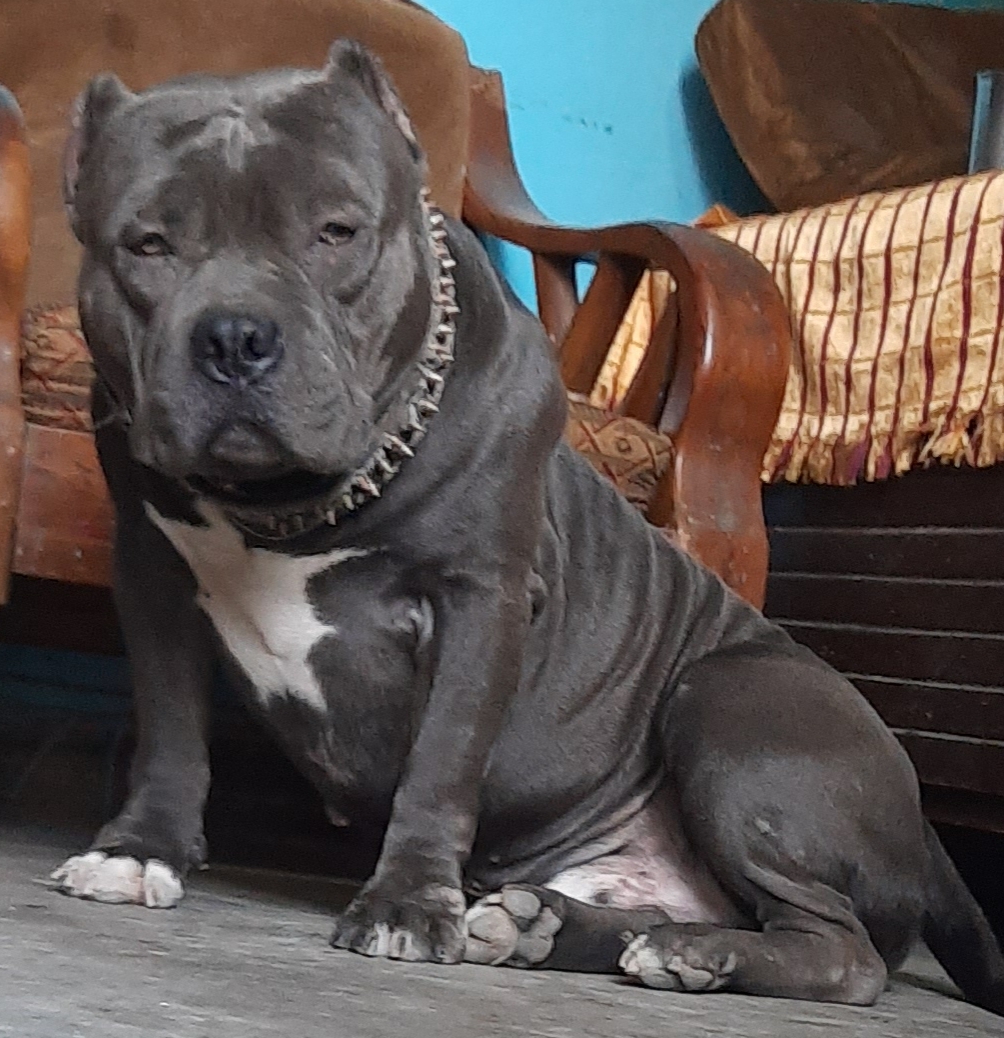 Image of AMERICAN BULLY posted on 2022-03-26 13:00:08 from gurgaon