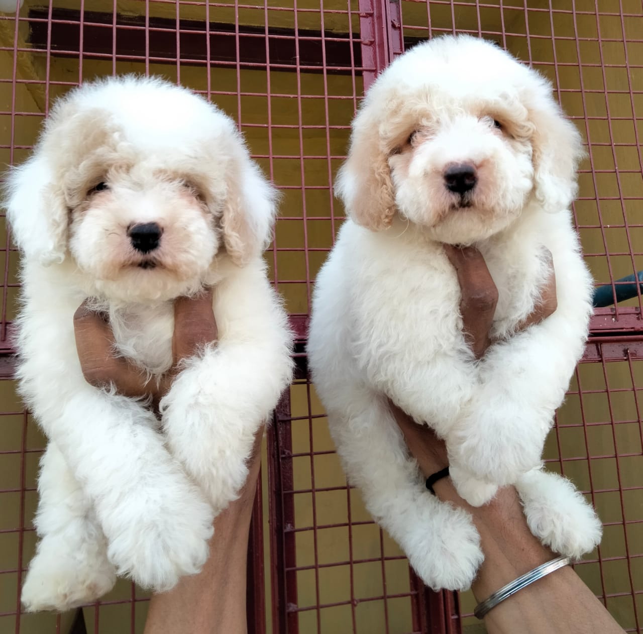 Image of POODLE posted on 2022-03-26 13:00:08 from Delhi