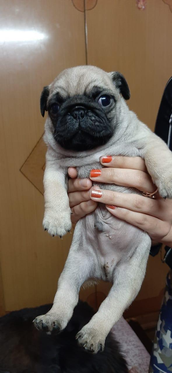 Image of PUG posted on 2022-03-26 13:00:08 from Delhi