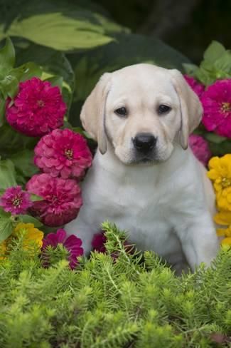 Image of Labrador posted on 2022-08-22 04:07:05 from Mumbai