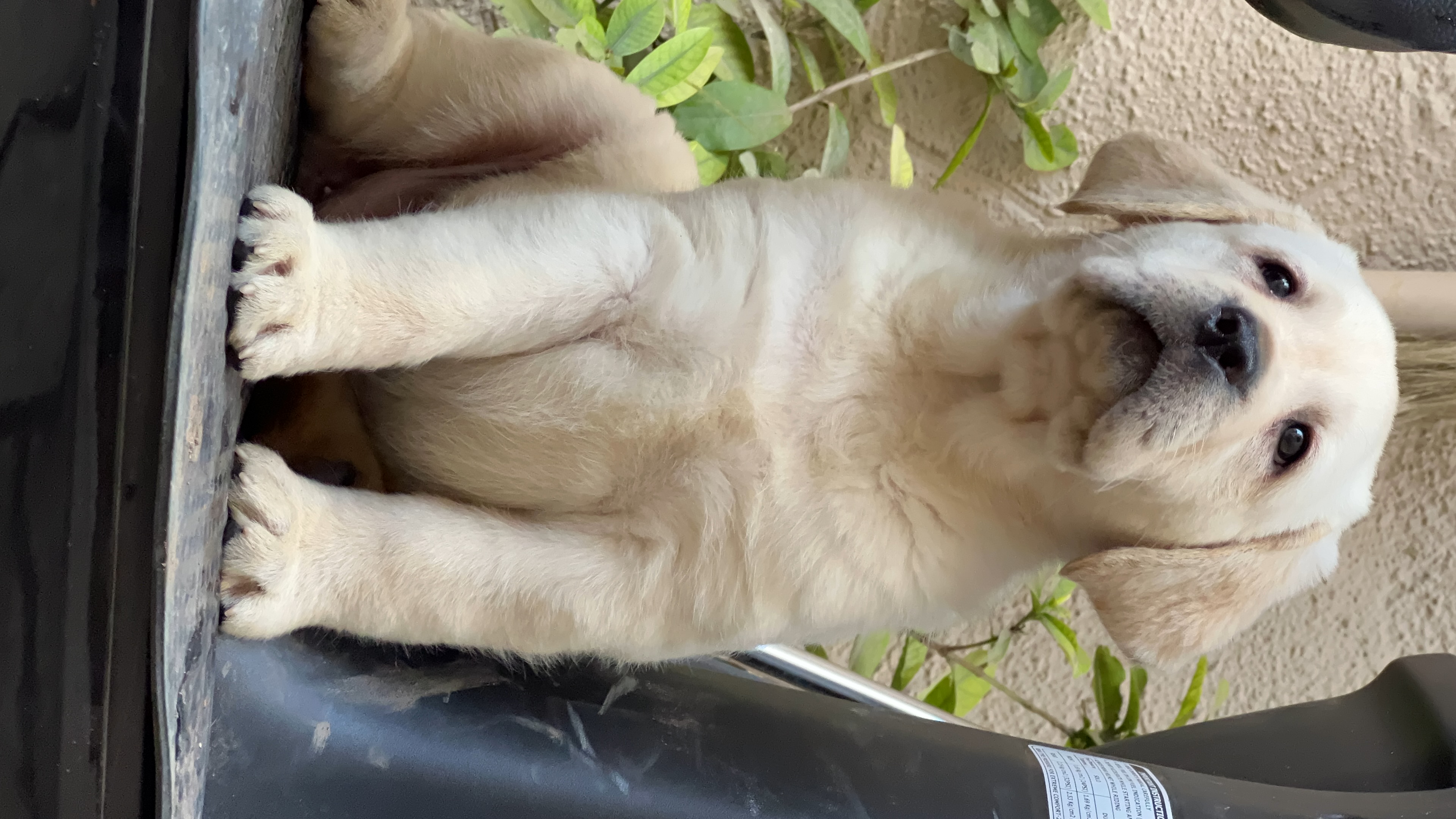 Two months Labrador puppy avlb in pune