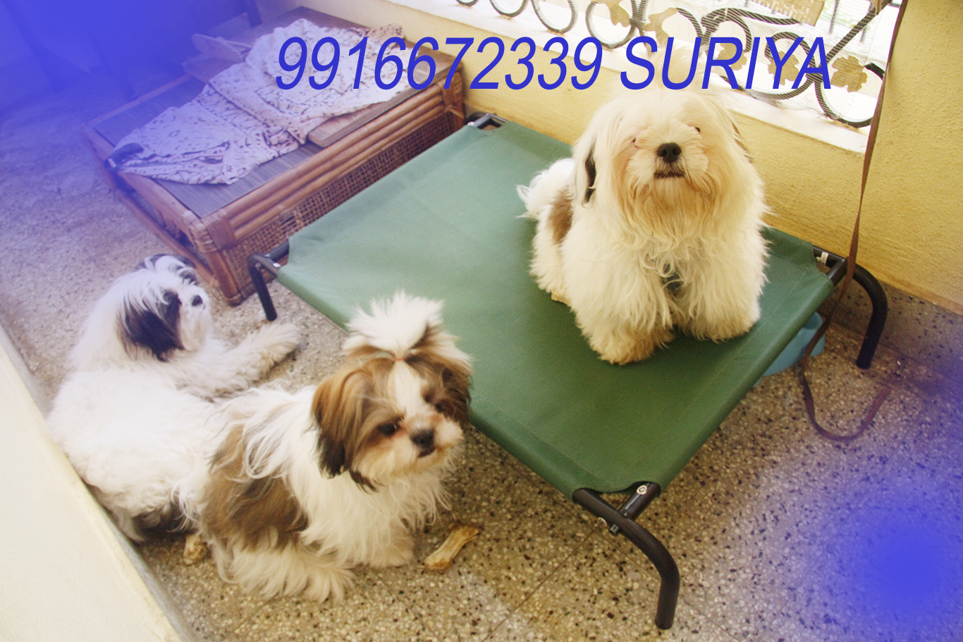 Image of shih tzu posted on 2022-01-28 13:10:23 from Domlur, Bangalore