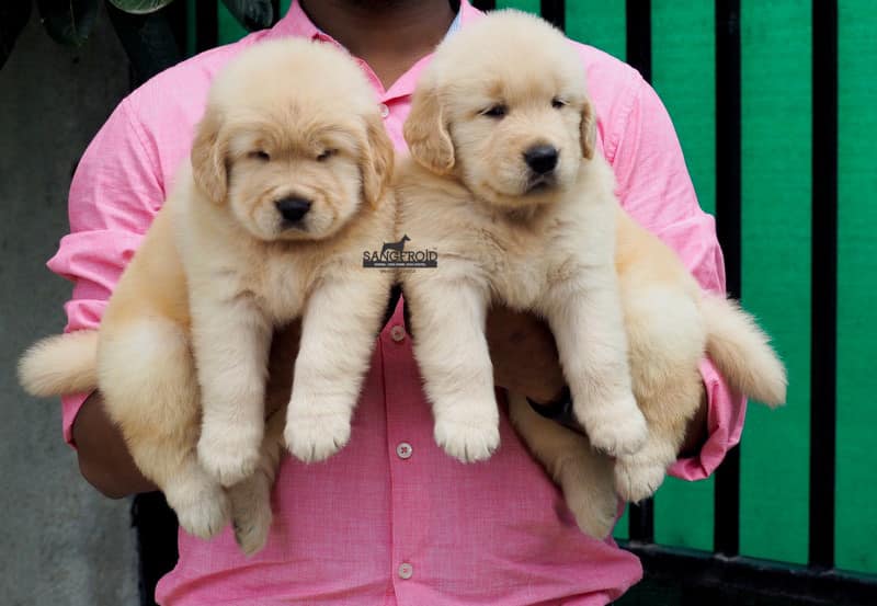 Image of Golden Retriever posted on 2022-08-22 04:07:05 from Pune