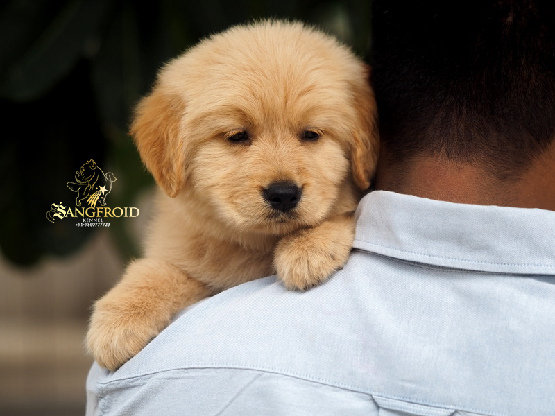 Image of Golden Retriever posted on 2022-08-22 04:07:05 from Ahmedabad